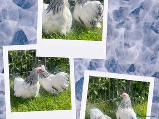 Chickens poultry - Advert 10