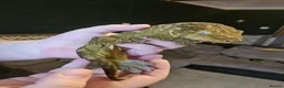 Gecko reptiles for sale: Leachie gecko - Advert 1