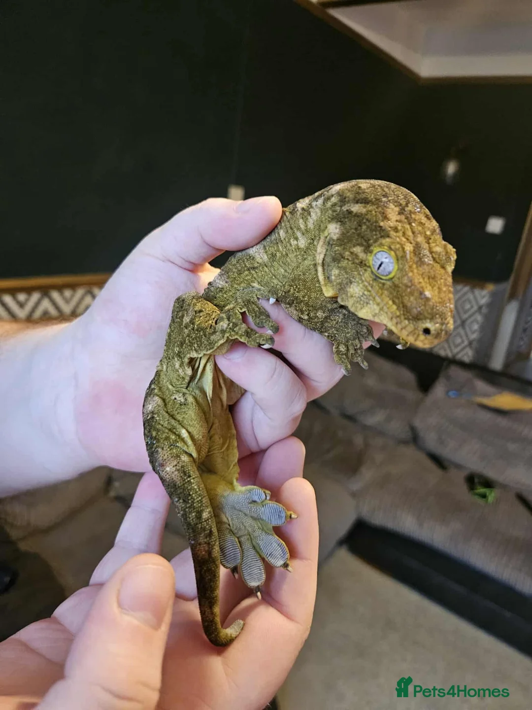 Gecko reptiles for sale: Leachie gecko - Advert 1