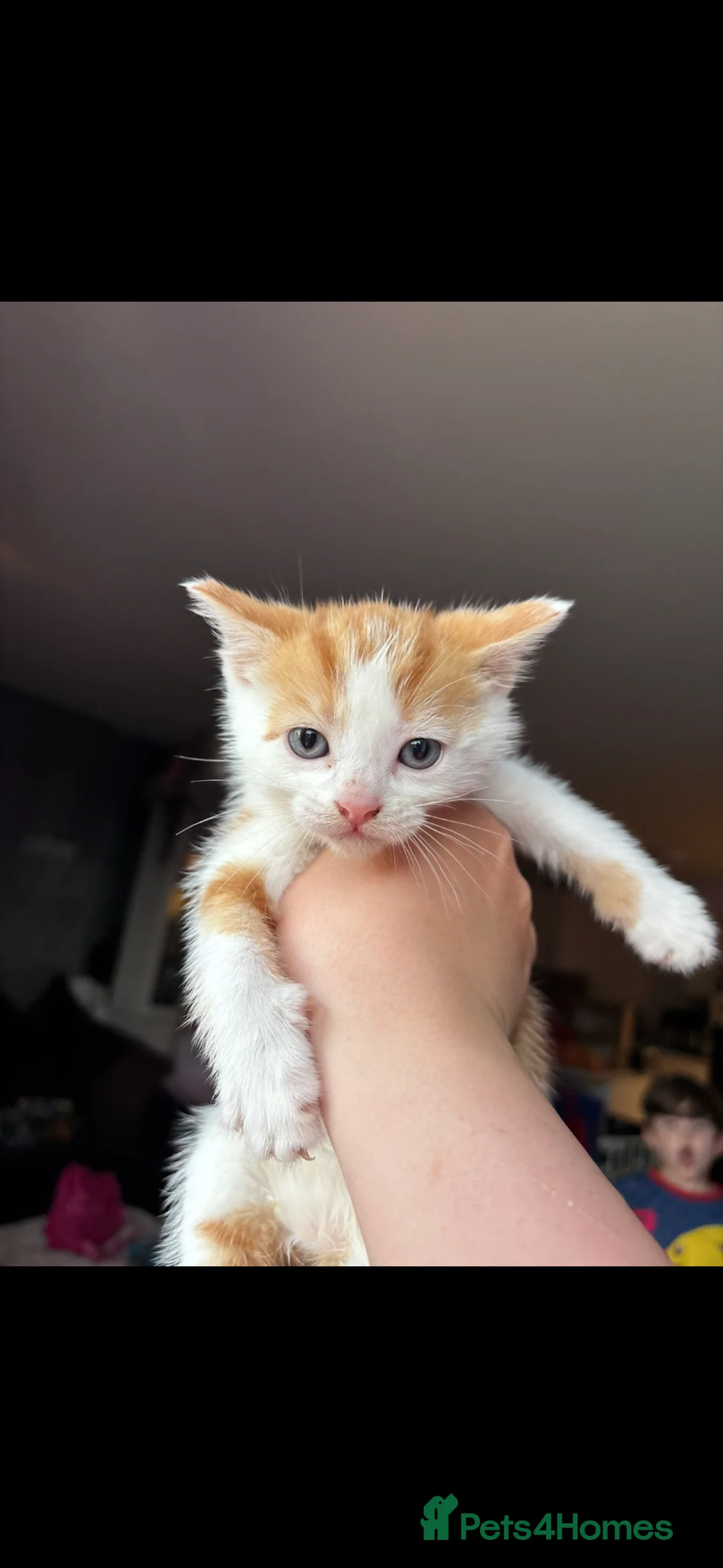 Mixed Breed cats for sale: Grey/ blue eyes ginger / white kittten  - Advert 2