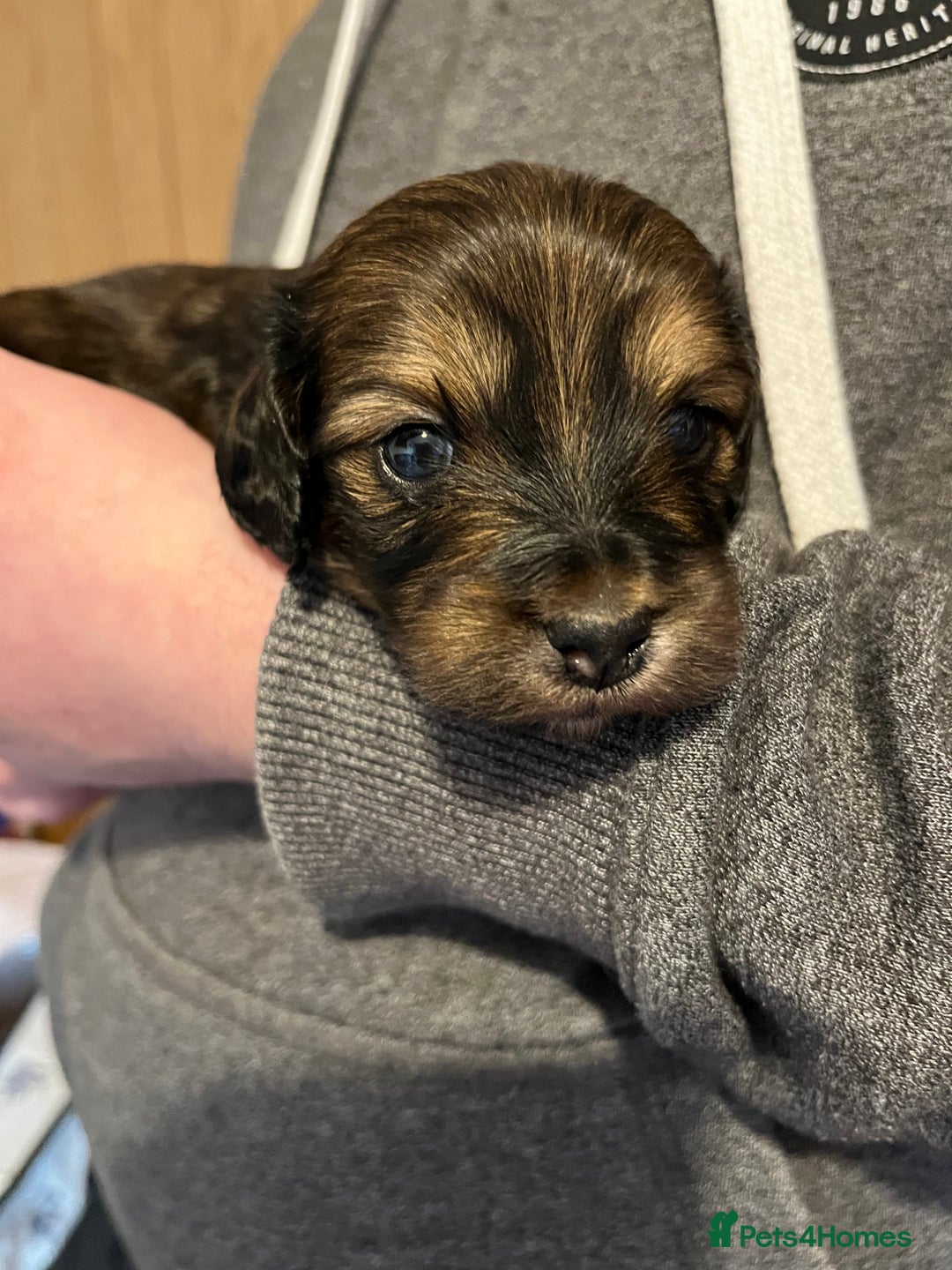Mixed Breed dogs for sale: Beautiful Zuchon Doxies - Advert 28