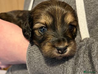 Mixed Breed dogs Beautiful Zuchon Doxies - Advert 9