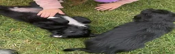 Bordoodle dogs for sale: Bordoodle Puppies Last Remaining Two ⭐ - Advert 11
