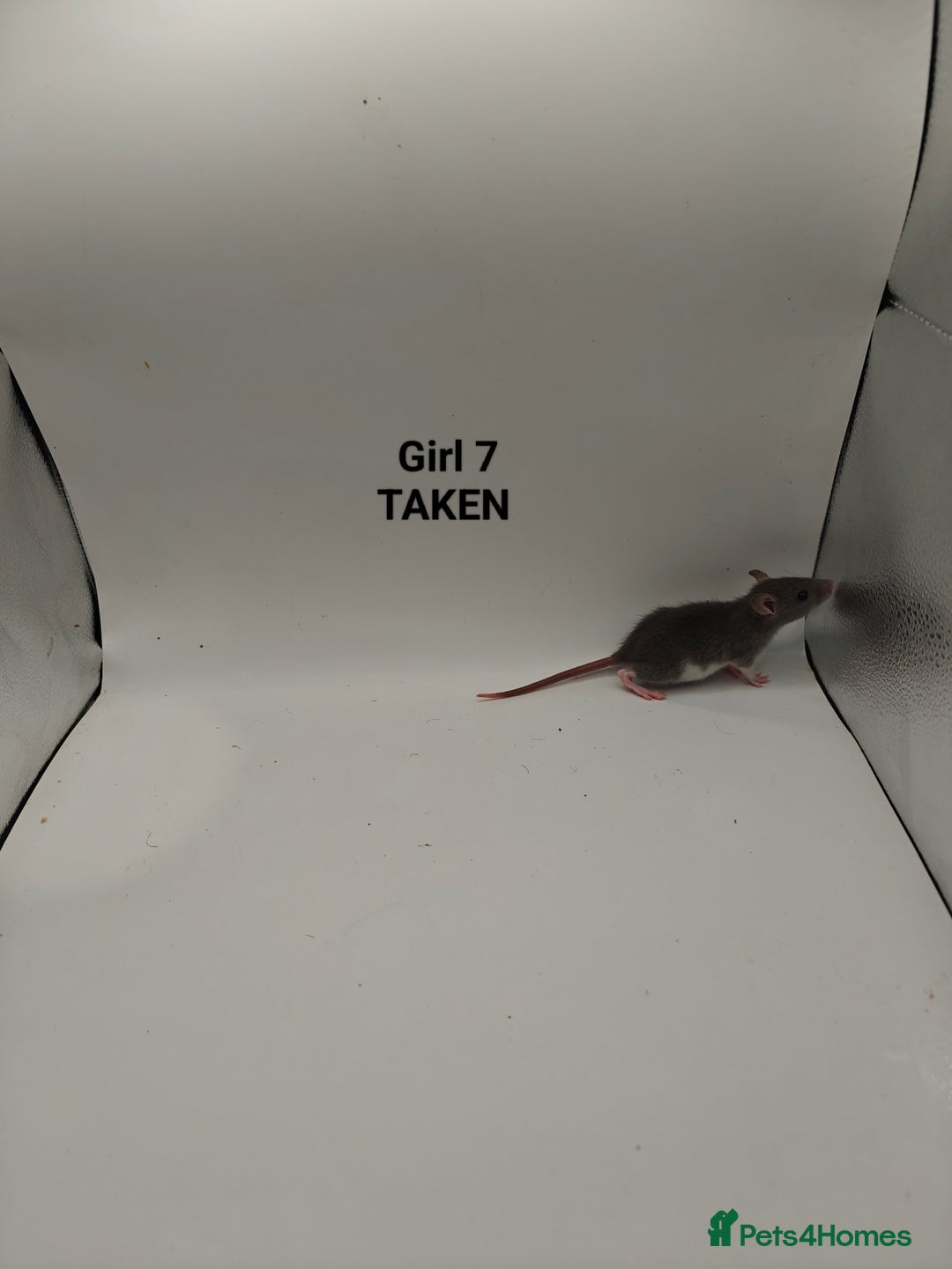 Rat rodents for sale: NOV: 18 Rats (8 Rats: 3 Boy & 5 Girls Left) - Advert 13