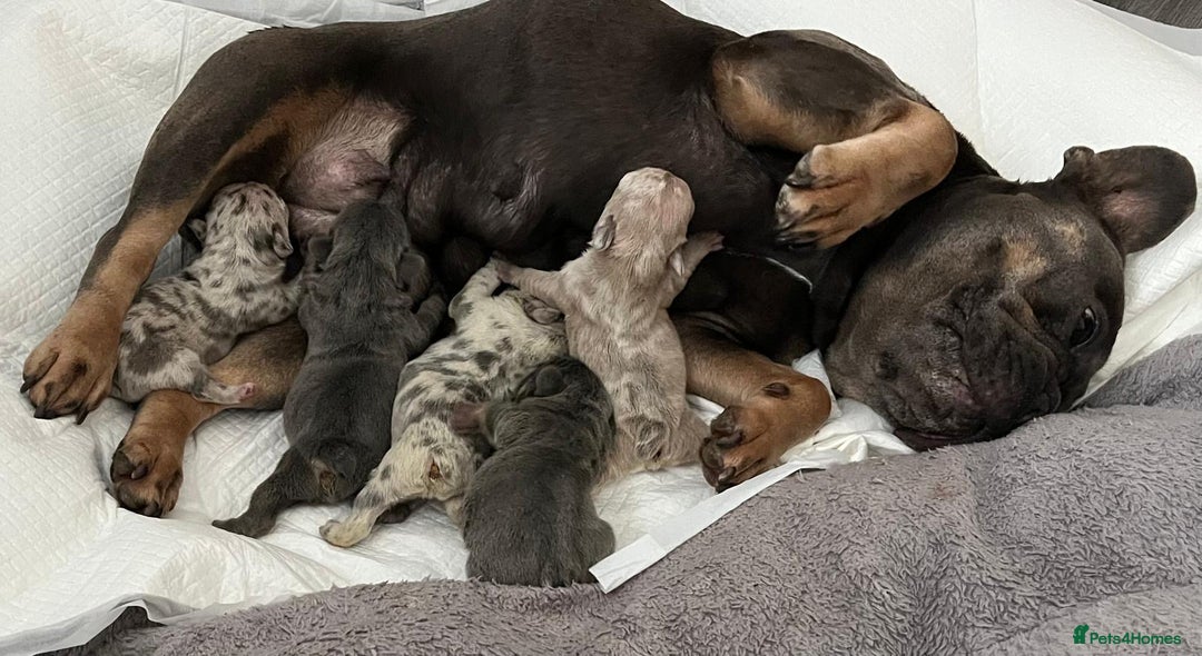 French Bulldog dogs for sale: 1 GIRL REMAINING FROM LITTER OF 5 FRENCH BULLDOGS  - Advert 12