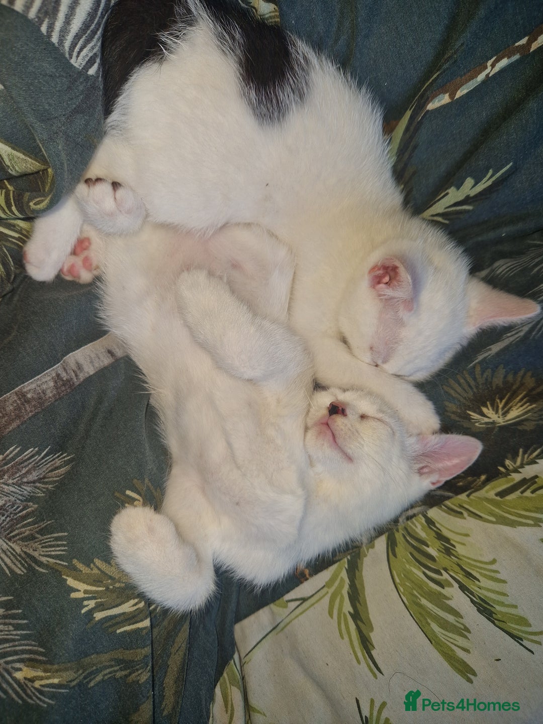 Domestic Shorthair cats for sale: 5 beautiful kittens looking for a good homes  - Image 14