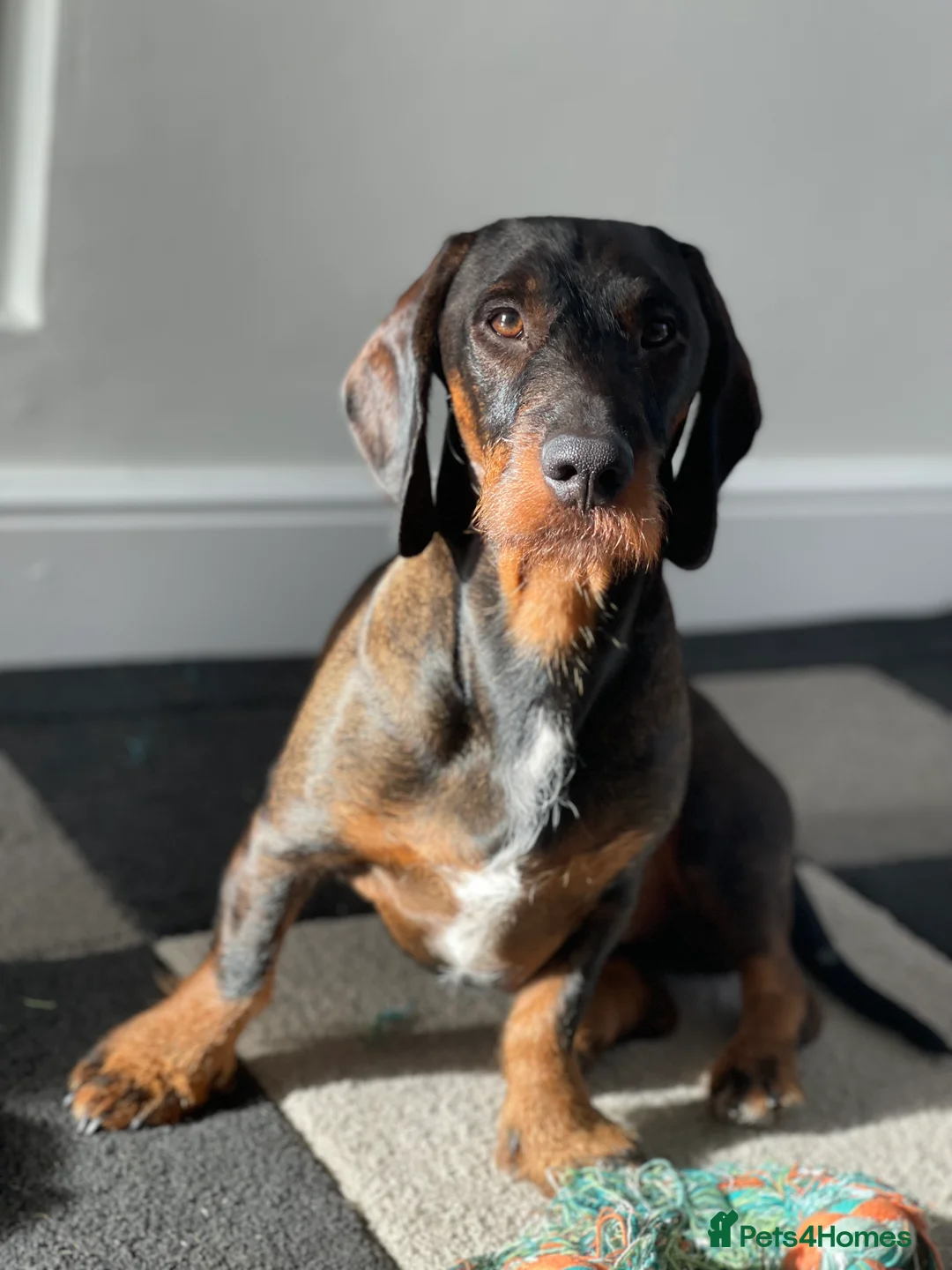 Dachshund dogs for stud: Dachshund standard (Teckle)  - Advert 1