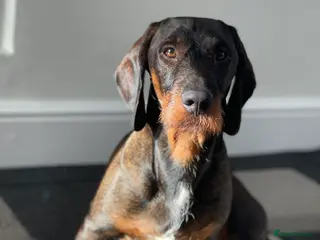 Dachshund dogs Dachshund standard (Teckle) - Advert 14