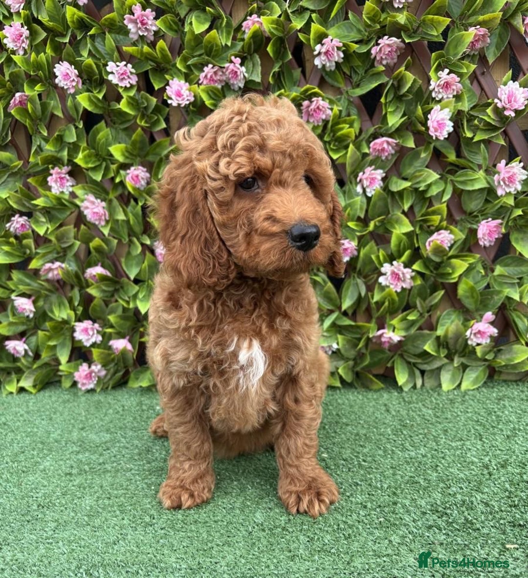 Cavapoo dogs for sale: Red/Brown Cavapoo - Advert 8