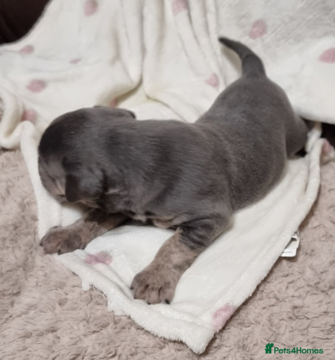 Olde English Bulldogge dogs for sale: Olde English bulldogge puppys - Advert 27