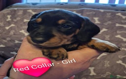 Dachshund dogs for sale: Standard Dachshund Puppies - Advert 28
