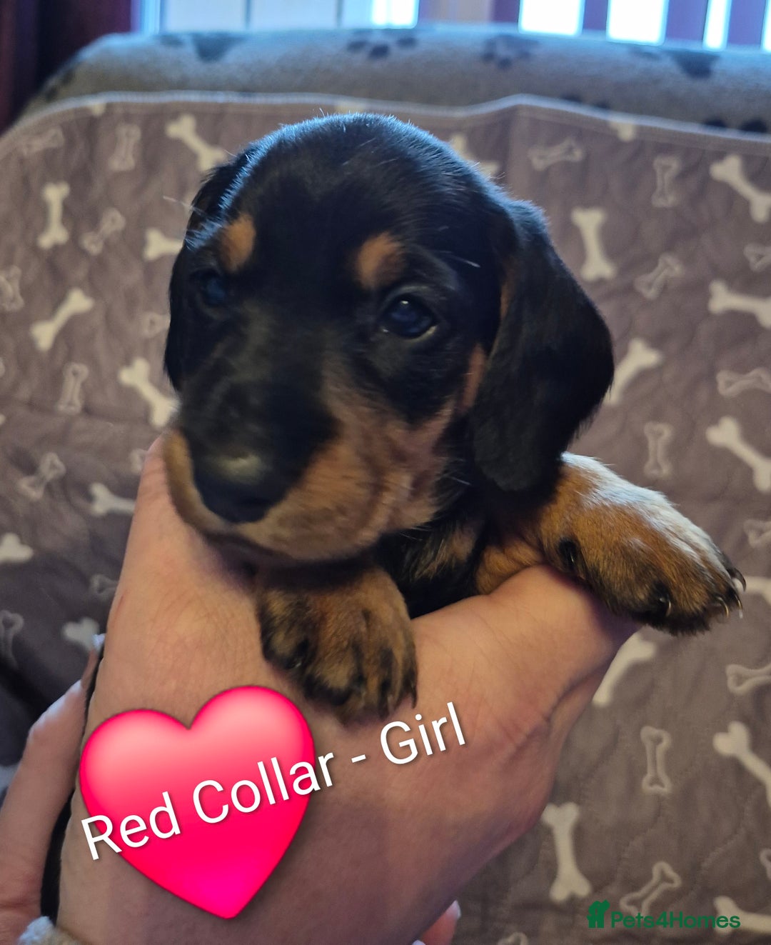 Dachshund dogs for sale: Standard Dachshund Puppies - Advert 28