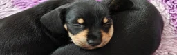 Mixed Breed dogs for sale: Adorable F1 Schnoxie puppies - Advert 6