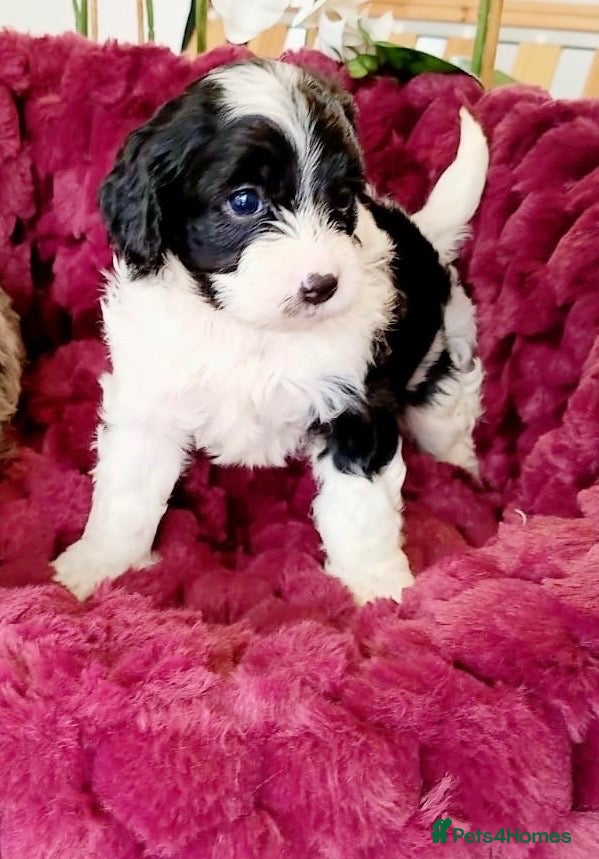 Cavapoo dogs Beautiful F1 Cavapoo puppies only one available  - Advert 10