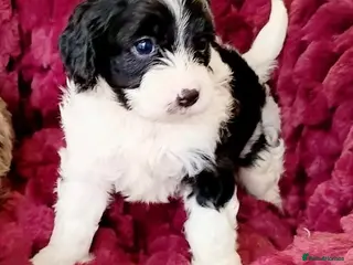 Cavapoo dogs Beautiful F1 Cavapoo puppies only one available - Advert 10