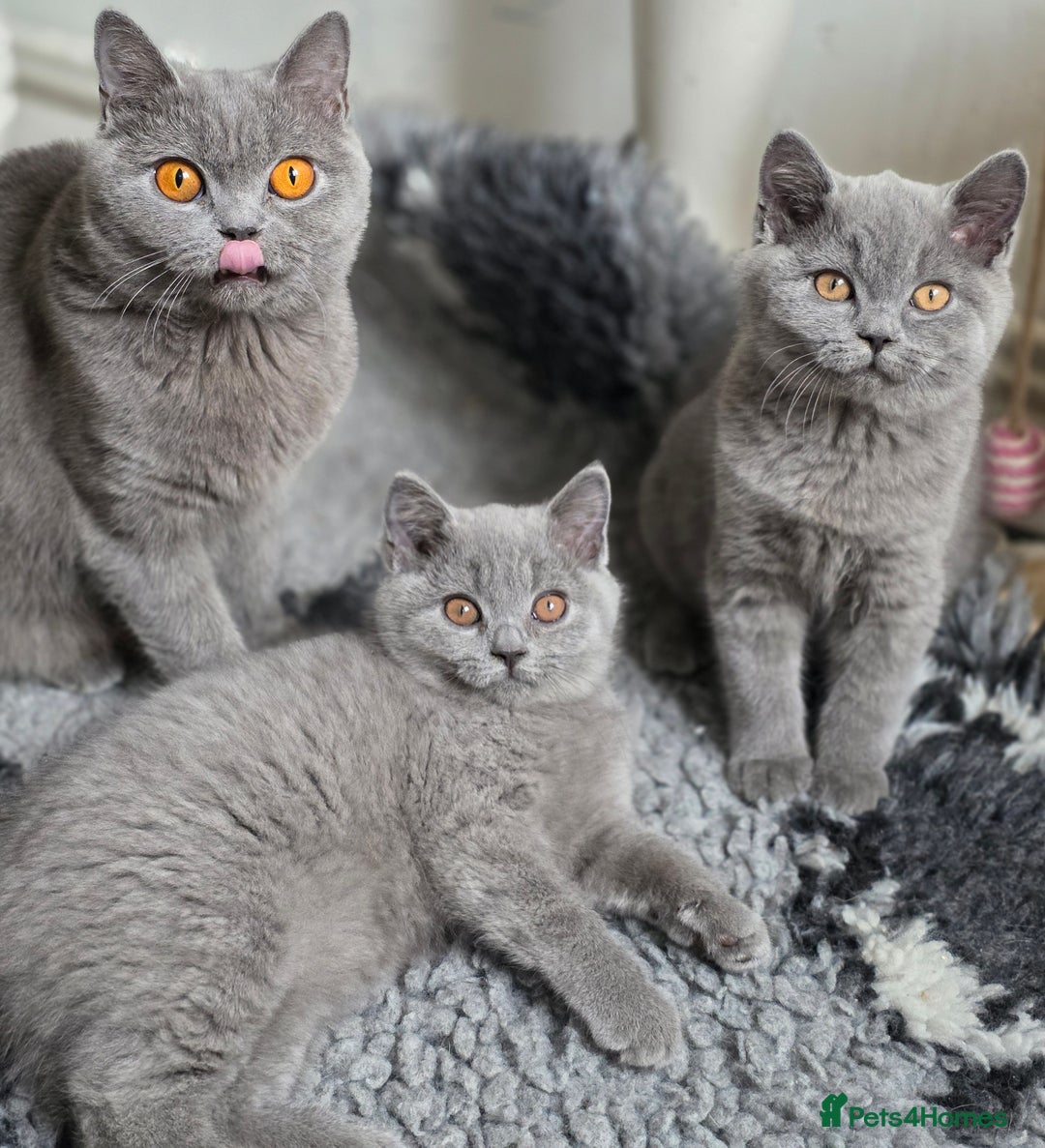 British Shorthair cats for sale: READY 1 boy Pedigree British shorthair  - Image 4