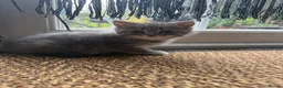 Mixed Breed cats for sale: 🐾 Beautiful British Shorthair Cross Kittens 🐾 - Advert 15