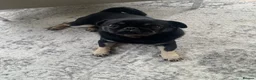 Pug dogs for sale: Molly in London - Advert 3