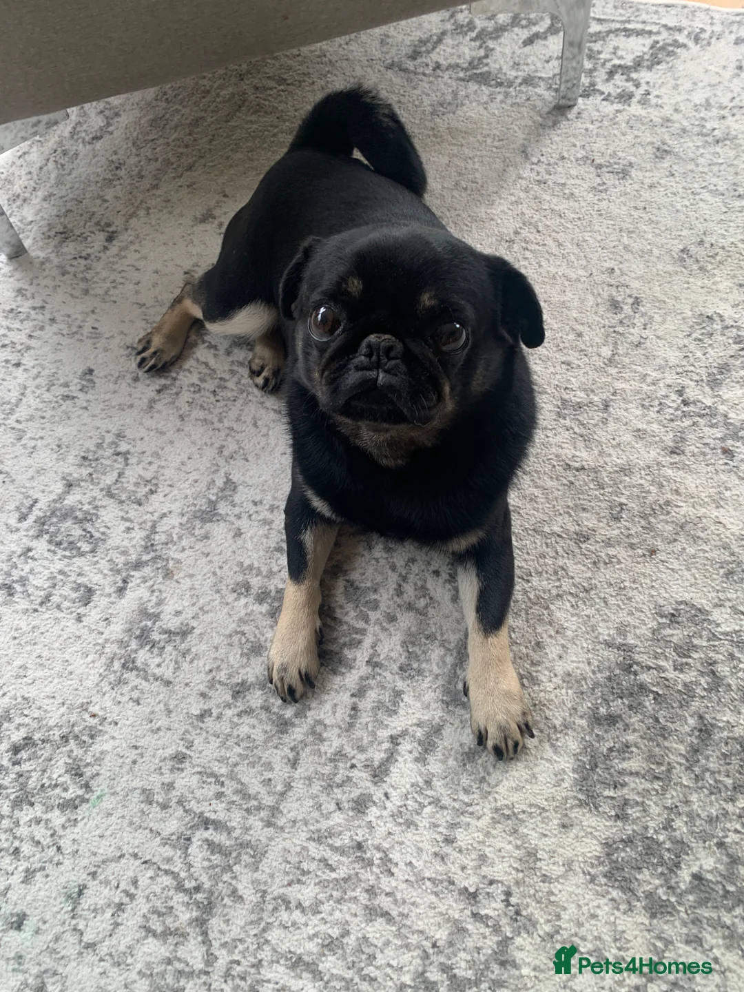 Pug dogs for sale: Molly in London - Advert 3