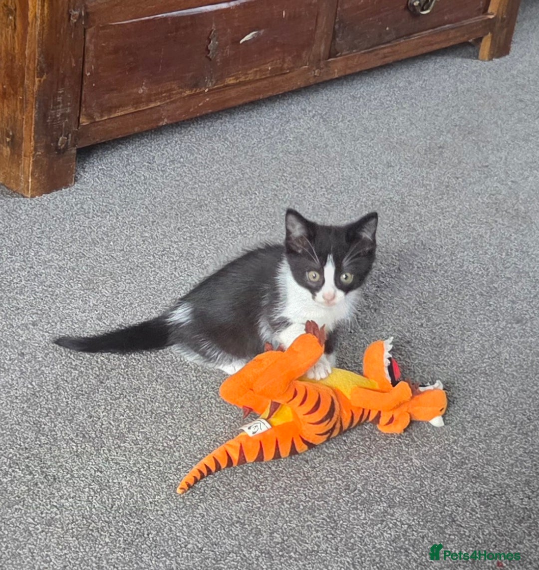 Mixed Breed cats for sale: Beautiful Ragdoll x shorthaired kittens - Image 2