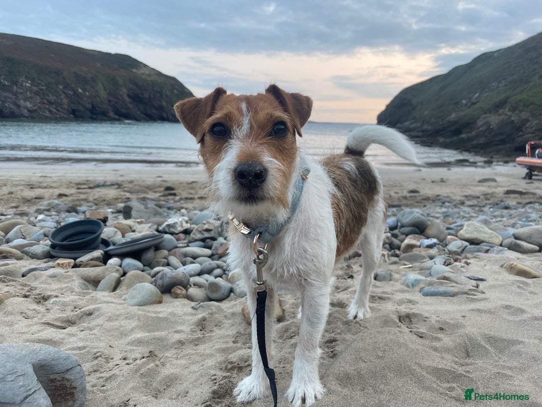 Jack Russell dogs for sale: New home urgently needed  - Advert 5