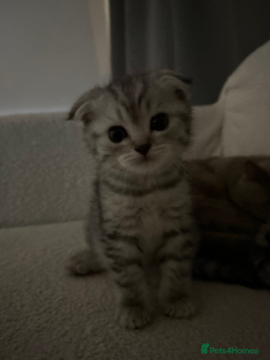 Scottish Fold cats for sale: Pure Scottish Fold Kittens Ready to Leave Soon - Image 3