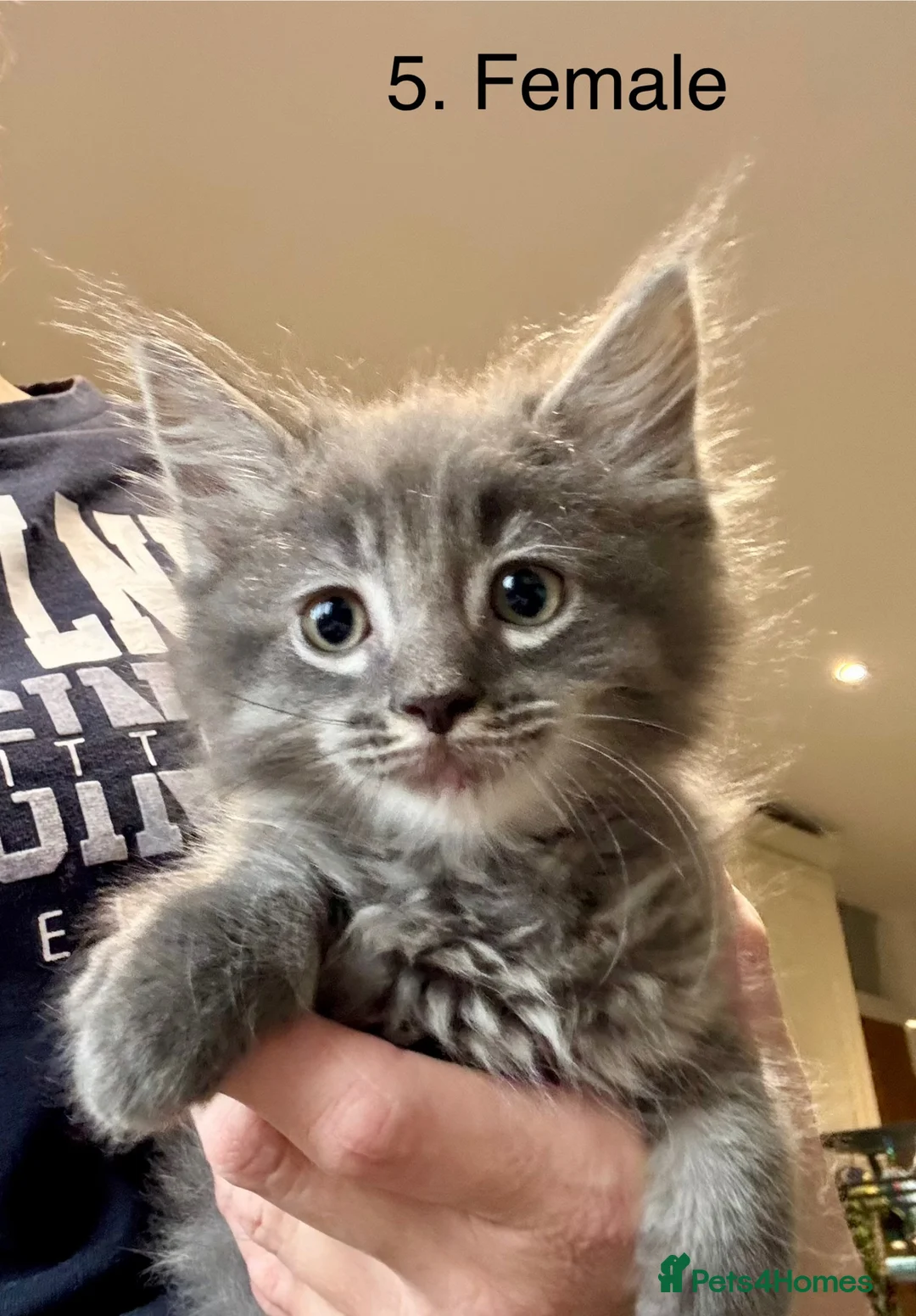 Mixed Breed cats for sale: Maine coon cross ragdoll kittens  - Advert 12