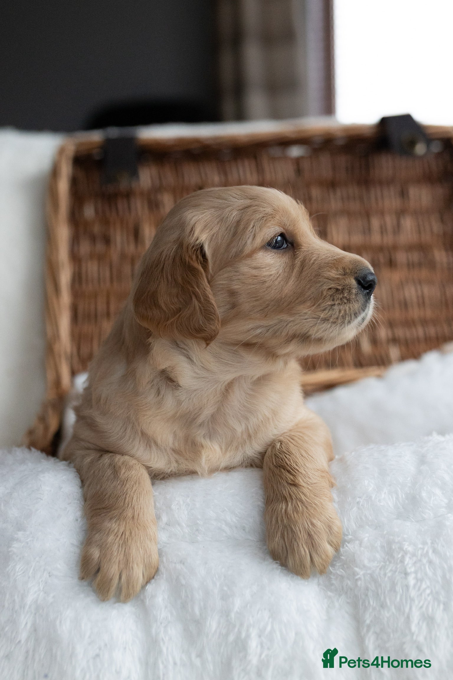 Mixed Breed dogs Flat coat x Goldi ONLY 2 left ! ❤️ - Advert 1