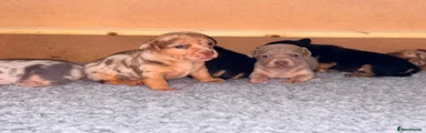 Jack Russell 2