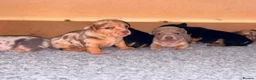 Jack Russell dogs for sale: Rainbow litter of Miniature Jack Russel Pups  - Advert 12
