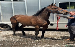 Irish Thoroughbred horses for sale: Unbroken Race / Event prospect  - Image 3