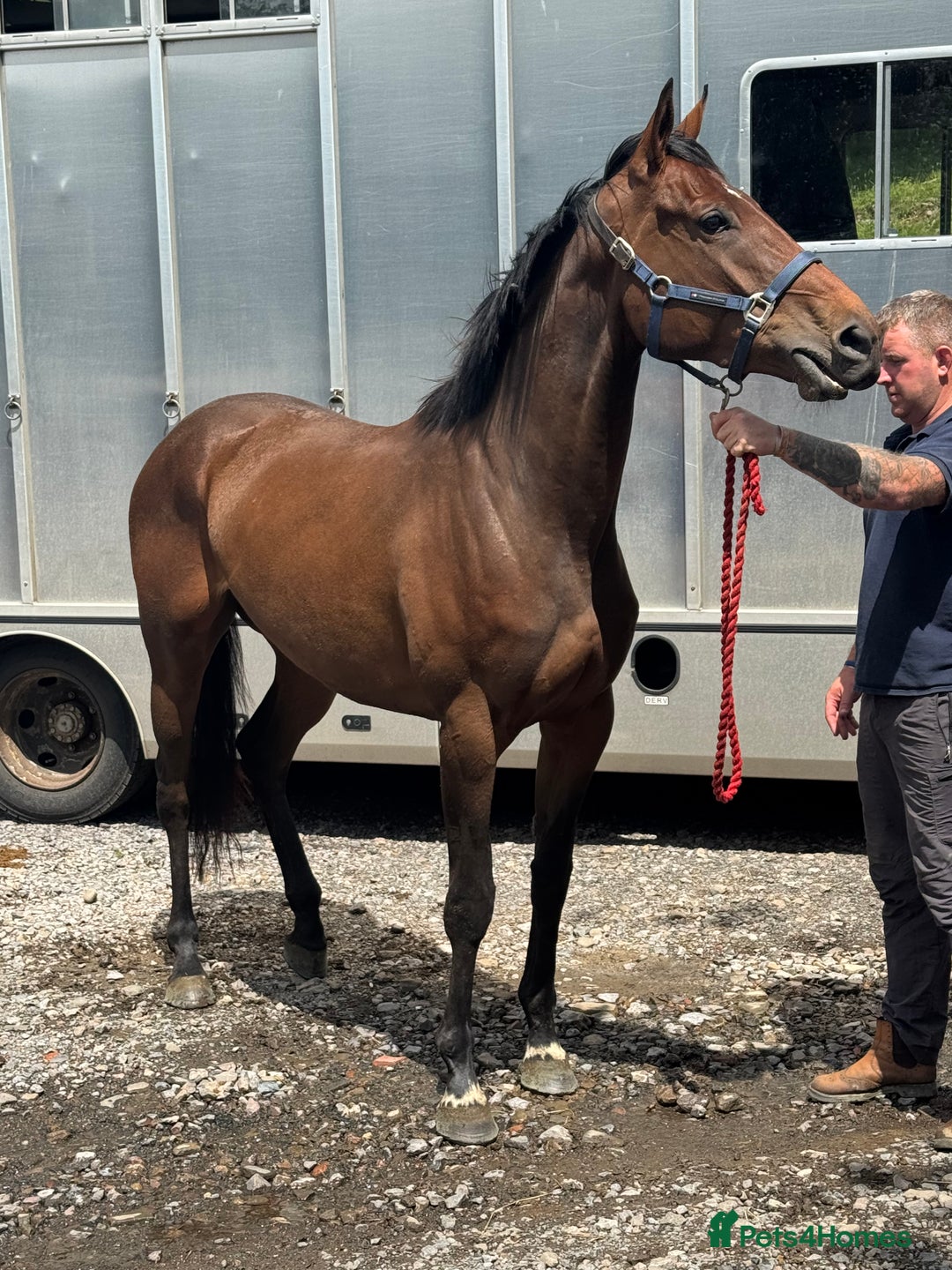 Irish Thoroughbred horses for sale: Unbroken Race / Event prospect  - Image 3