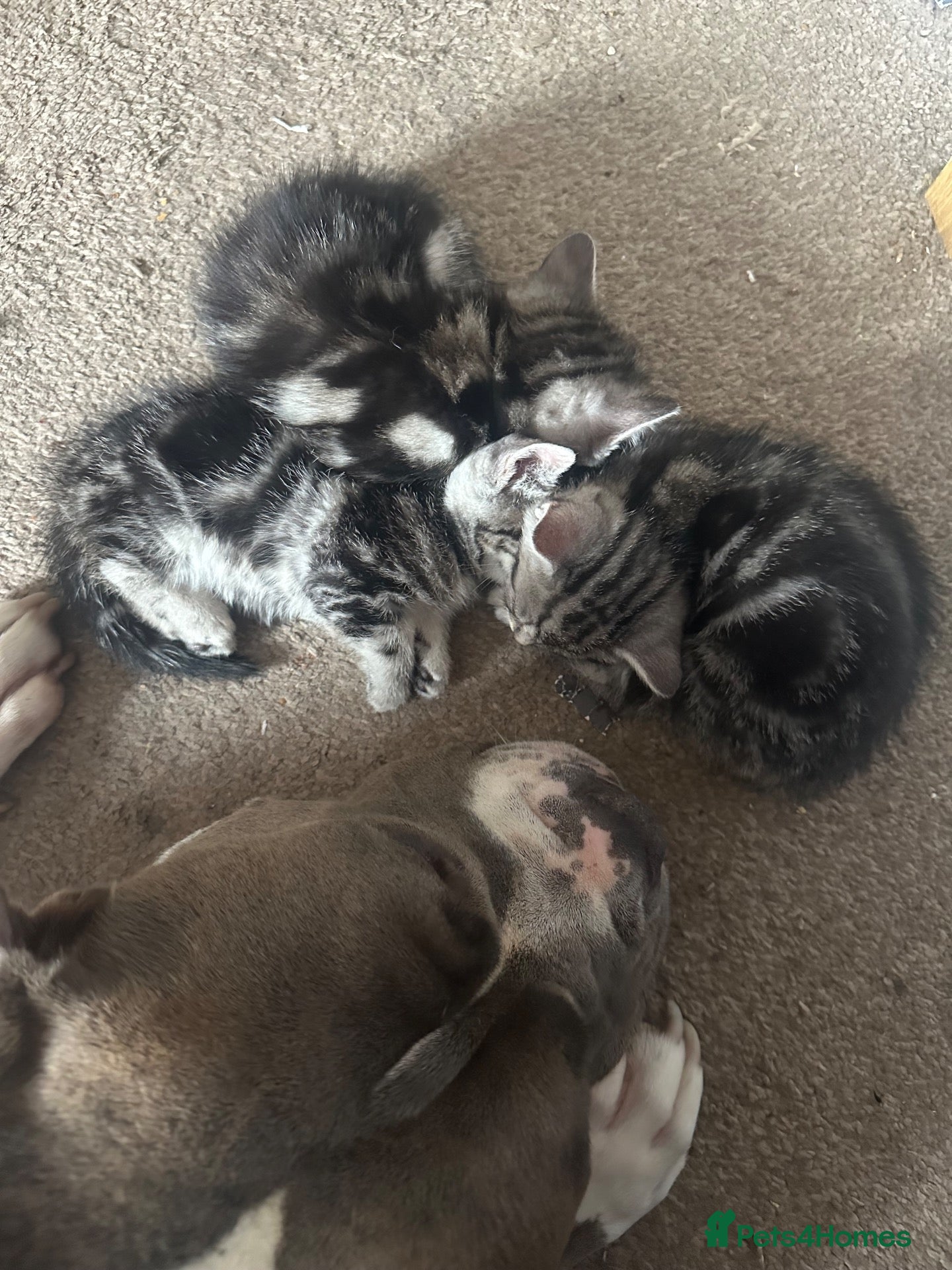 British Shorthair cats British shorthair x tabby - Advert 15