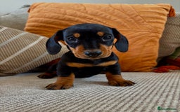 Miniature Dachshund dogs for sale: BEAUTIFUL KC REG AND PRA CLEAR MINIS - Image 19
