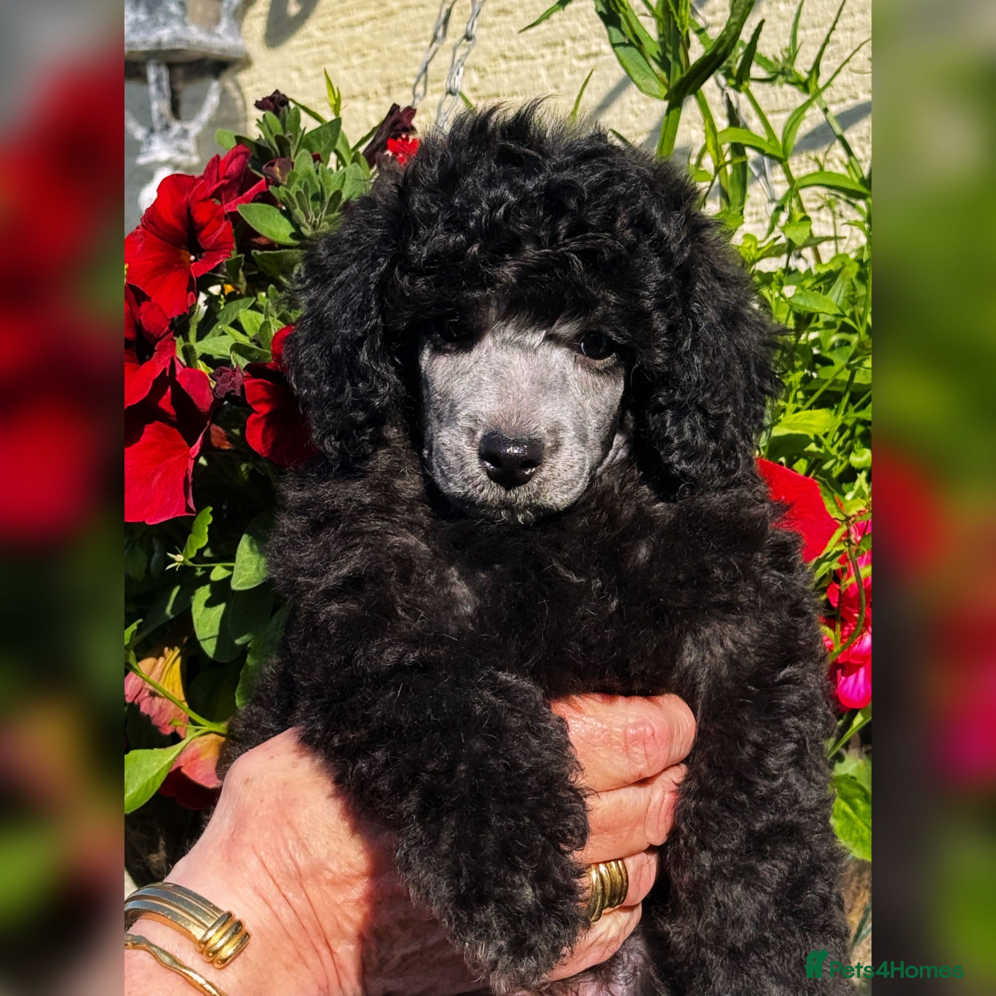 Miniature Poodle dogs One last boy left in this fabulous litter  - Advert 2