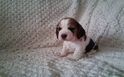 Beagle dogs for sale: KC Registered beagle puppies - Image 29