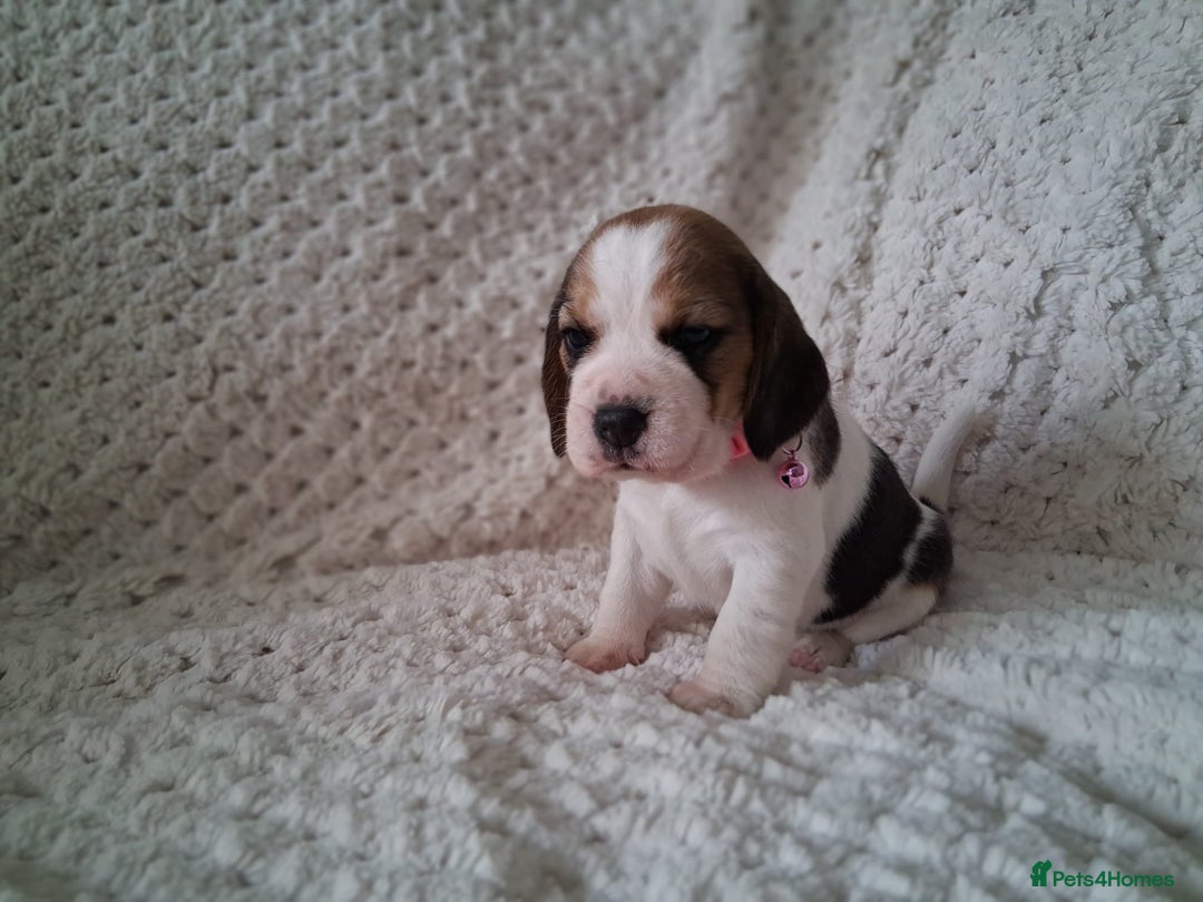 Beagle dogs for sale: KC Registered beagle puppies - Image 29