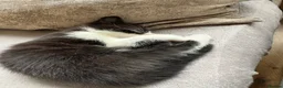 Mixed Breed cats for sale: Maine coon X kittens - Advert 6