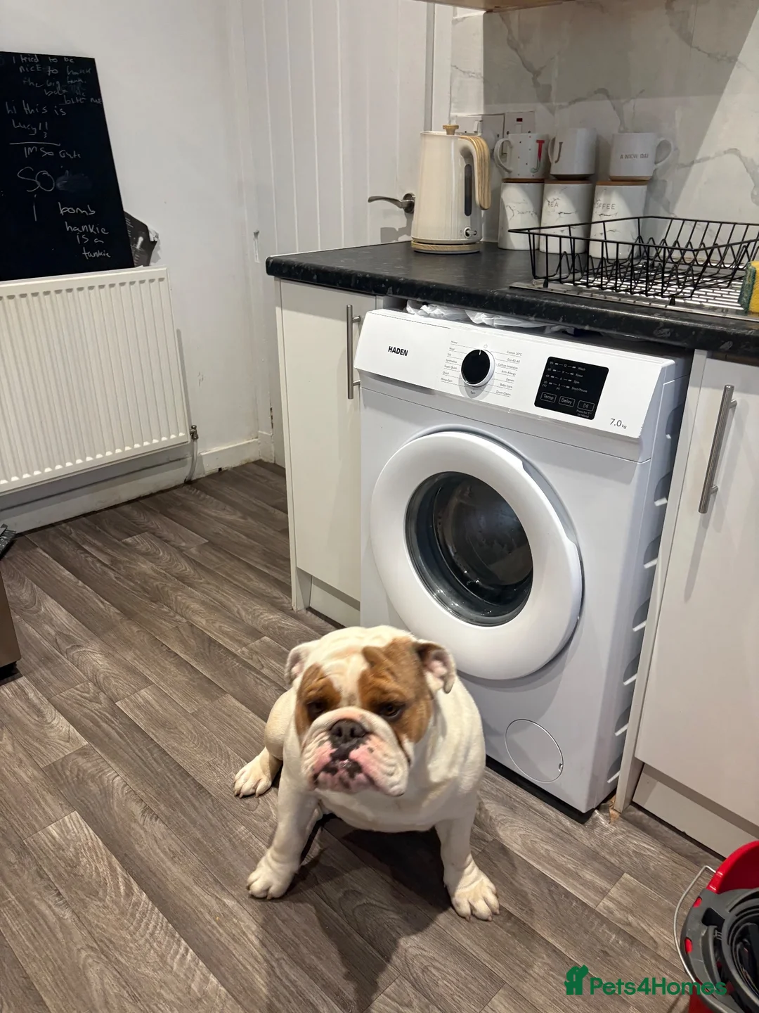 English Bulldog dogs for stud: KC English Bulldog Stud - Advert 2
