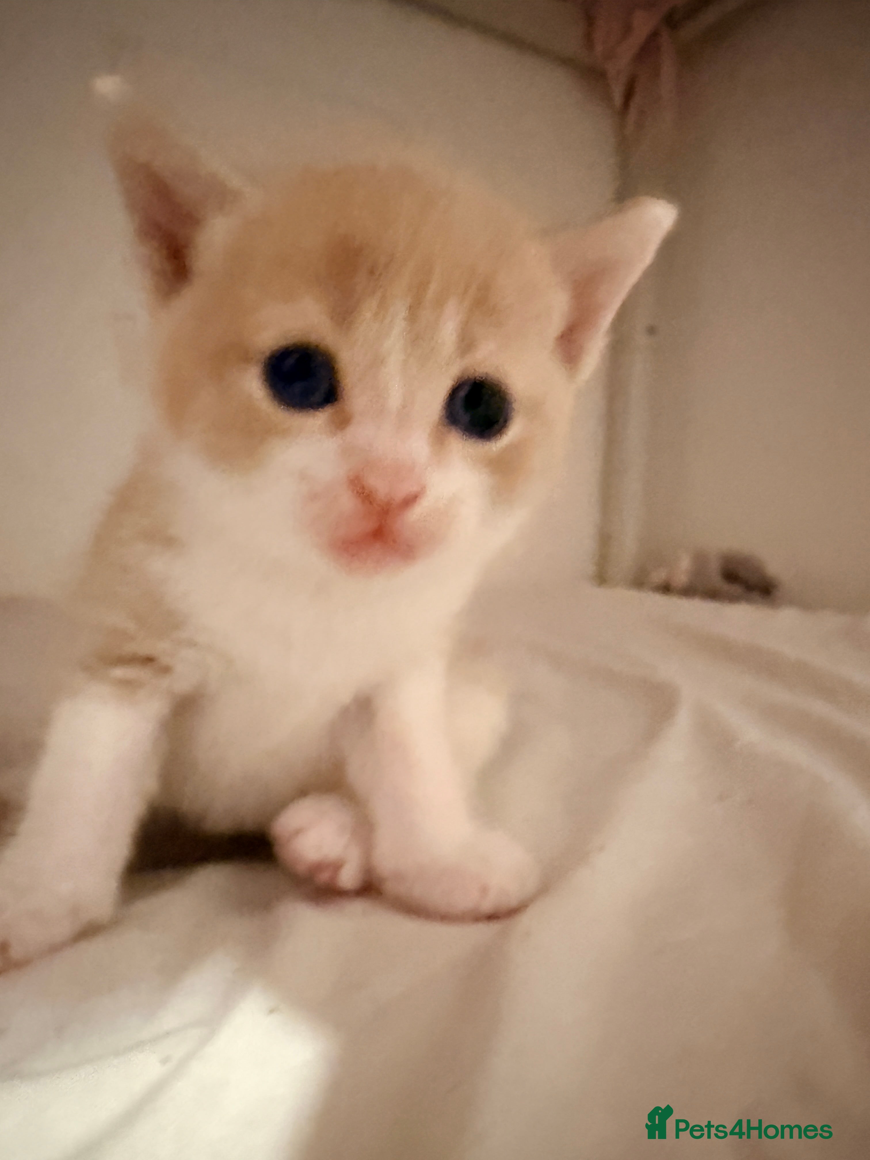 British Shorthair cats British Blue x Turkish Angora Stunning Kittens! - Advert 11