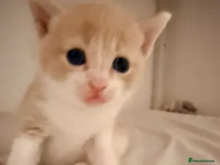 British Shorthair cats British Blue x Turkish Angora Stunning Kittens! - Advert 2