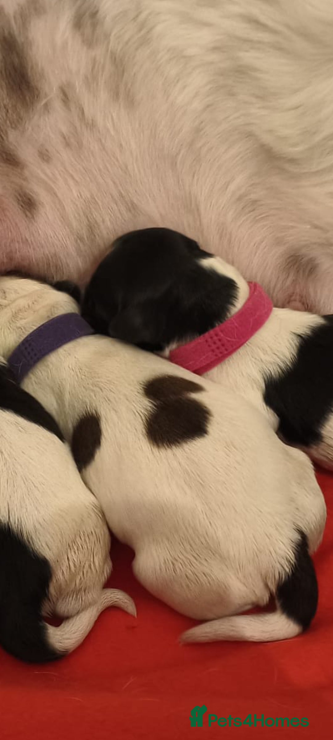 Mixed Breed dogs for sale: cocker spaniel x Bassett hound x Shichon pups) - Image 6