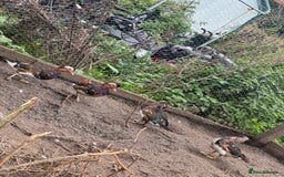 Ducks poultry for sale: Mandarin ducks males drakes - Image 4