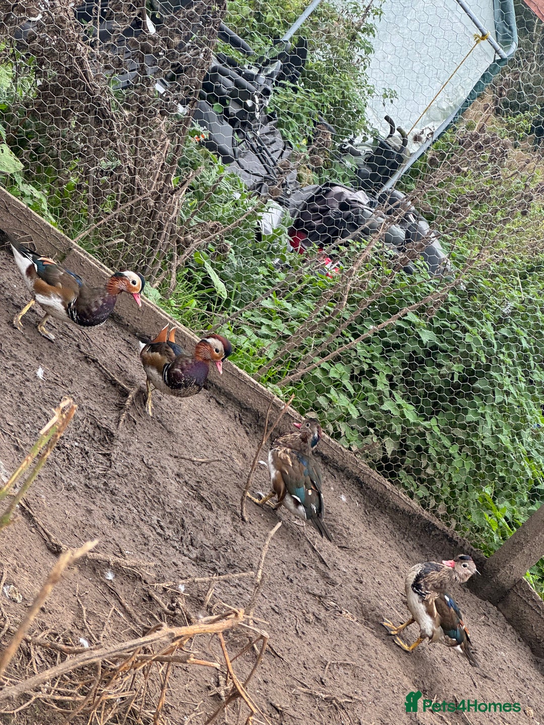 Ducks poultry for sale: Mandarin ducks males drakes - Image 4