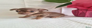 Chihuahua Puppy 3