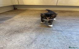 Mixed Breed cats for sale: Mixed breed kittens  - Image 5
