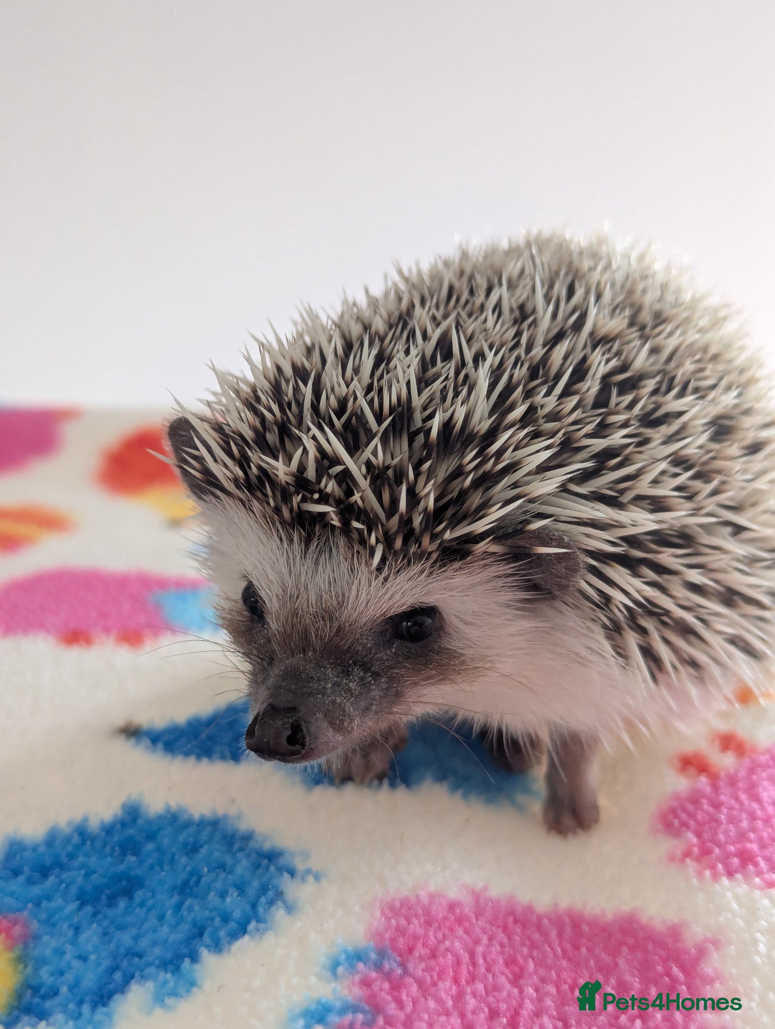 Pygmy Hedgehog rodents Gorgeous 12 week old Female/Ready Now!!! - Advert 1