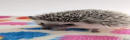 Pygmy Hedgehog rodents for sale: Gorgeous 11 week old Female/Ready Now!!! - Advert 4