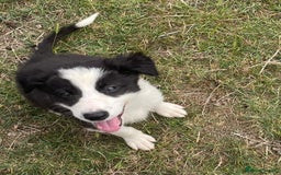 Border Collie dogs for sale: Excellent litter of border collie puppies for sale in Witney - Image 4