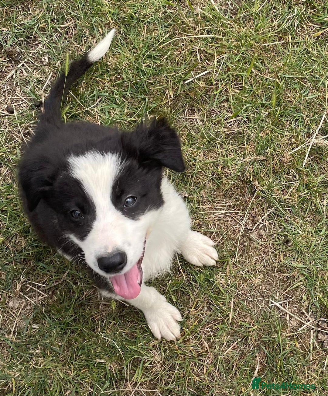 Border Collie dogs for sale: Excellent litter of border collie puppies for sale in Witney - Image 4
